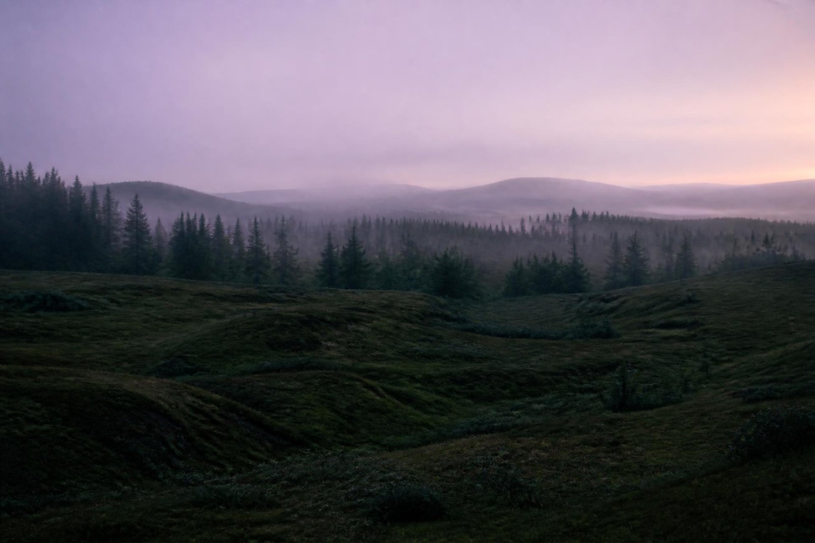 Misty rolling hills and pine forest at dawn