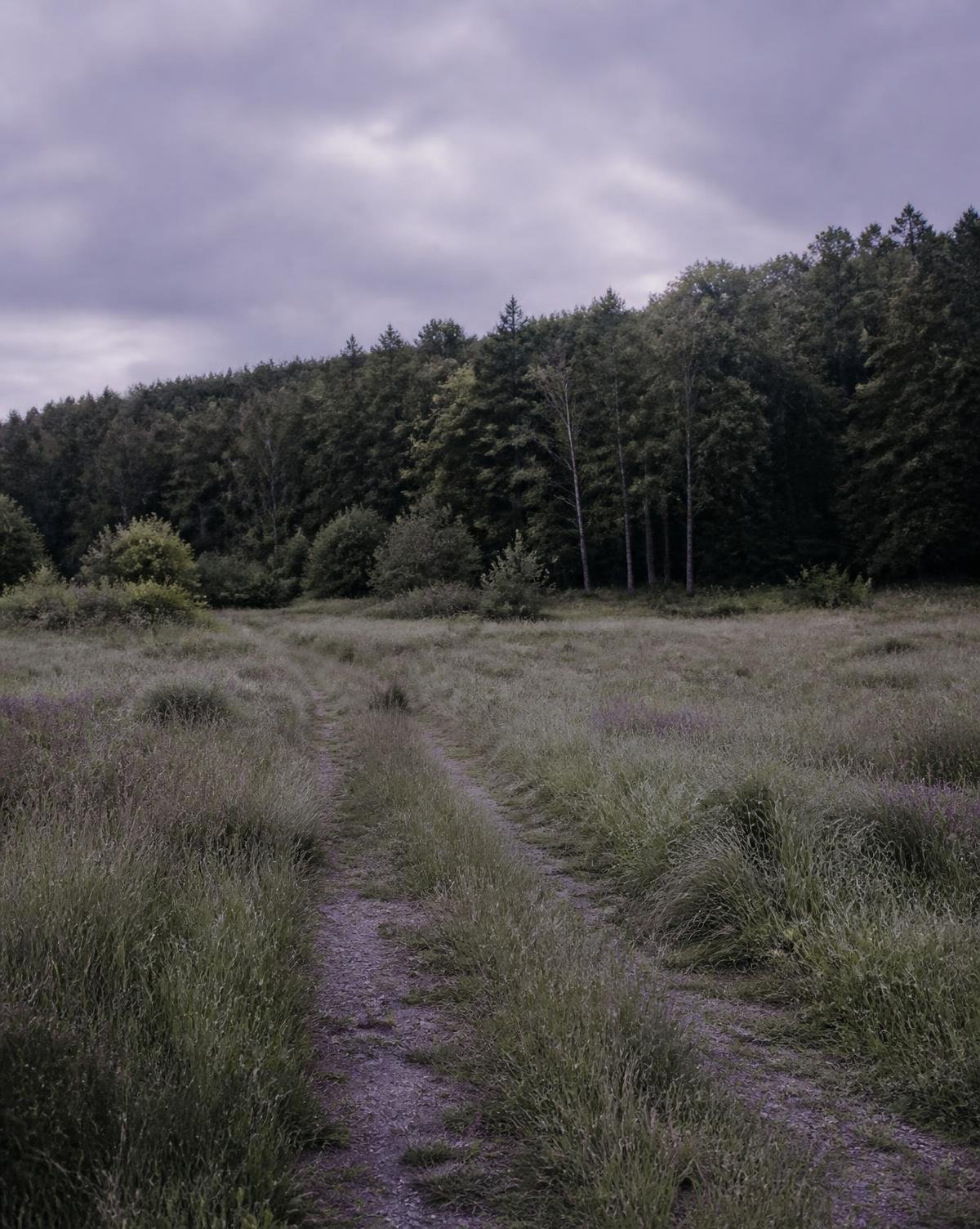 Quiet meadow path leading toward a forest edge